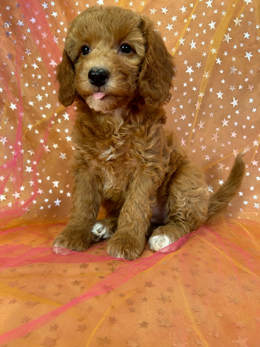 Female Bichon Poodle Puppy for Sale DOB 9-3-2024 $950